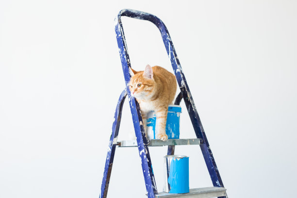 修，刷墙，猫坐在梯子上。有趣的图片图片下载