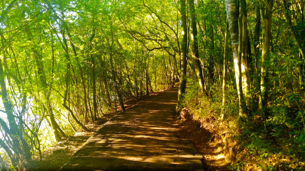 美丽的林荫隧道小径图片下载
