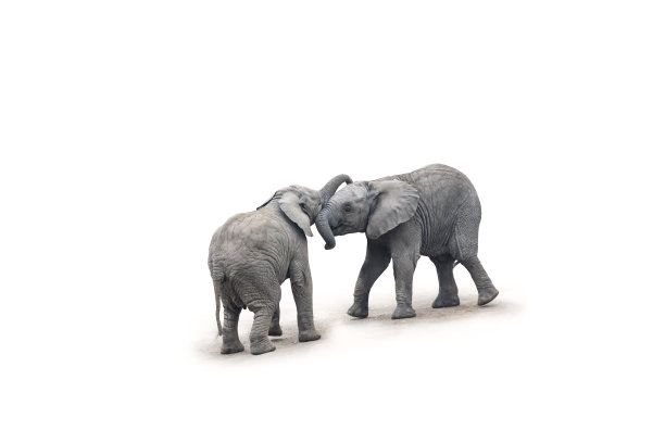 两只非洲小象嬉戏地依偎在一起。孤立在白色背景上。图片下载