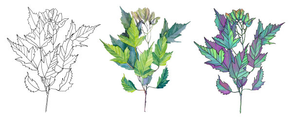 设置水彩和线条艺术枫树枝与绿叶孤立在白色的背景。手绘植物树。自然艺术创作对象图片下载