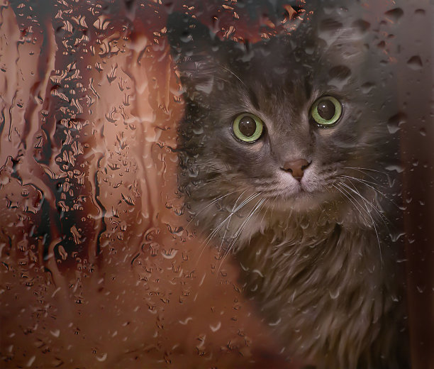 美丽的毛茸茸的灰猫在下雨时望着窗外图片下载