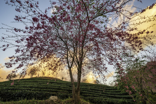 美丽的樱花盛开在越南沙巴的茶山图片下载