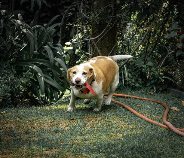 杰西玩图片下载