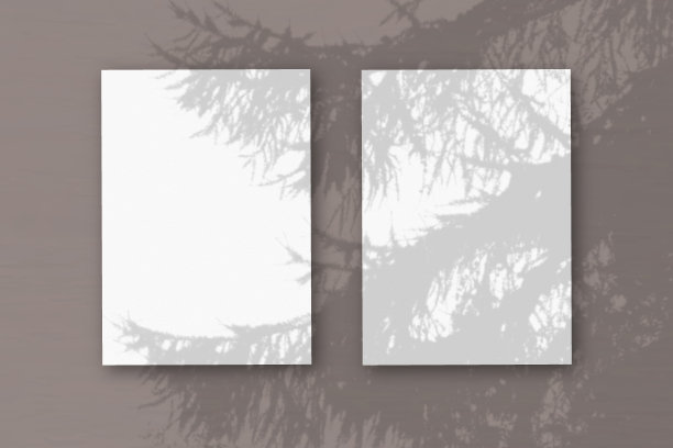 2张垂直纹理白纸在柔软的蓝色桌子背景。模型覆盖的植物阴影。自然光在外来植物上投下阴影。水平方向图片下载