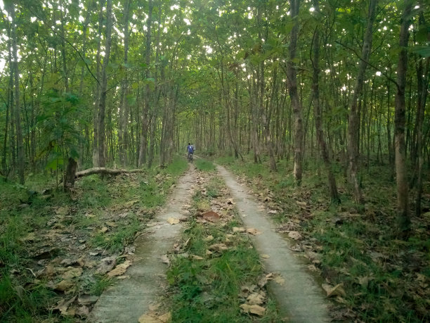 森林中央那条路的背景。图片下载
