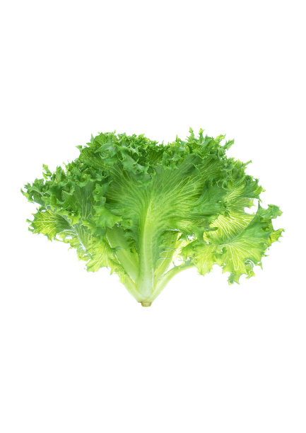 蔬菜粉底冰山植物原料超级食品隔离白底剪切路径图片下载