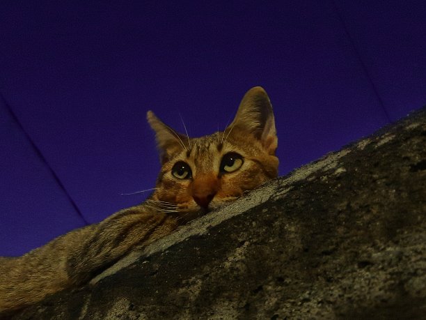 猫的眼睛图片下载