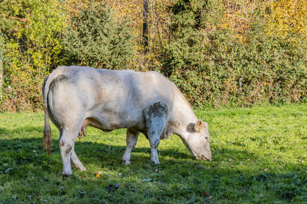 农场用绿色的草与一头白灰白色的奶牛静静地吃草，草木在后面图片下载