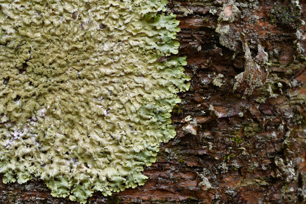 桦树皮上地衣的特写图片下载