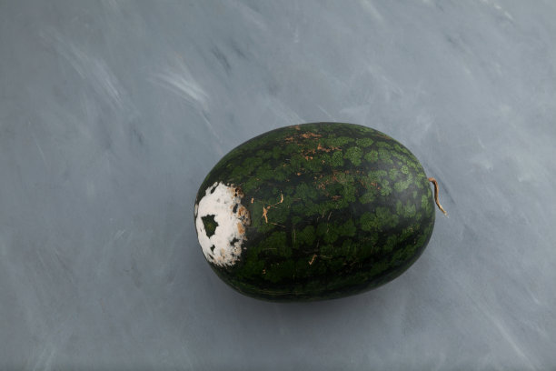 发霉的被宠坏的西瓜。产品存放不当。概念-减少有机食物浪费图片下载