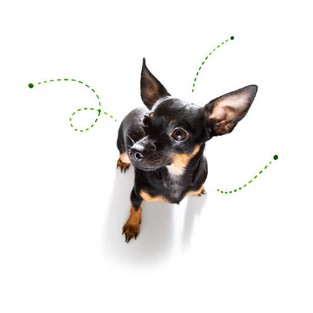 有跳蚤、虱子或昆虫的狗图片下载