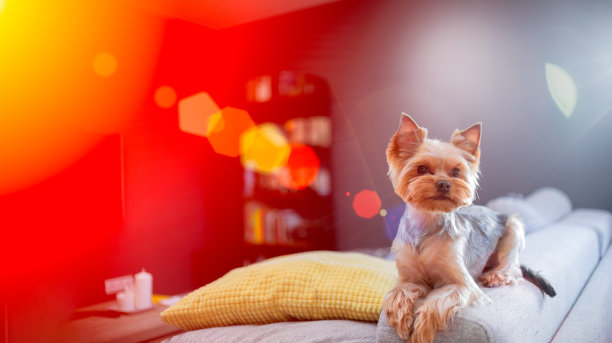 可爱的小约克郡坐在家里玩。顶部横向查看拷贝空间。照顾的概念图片下载