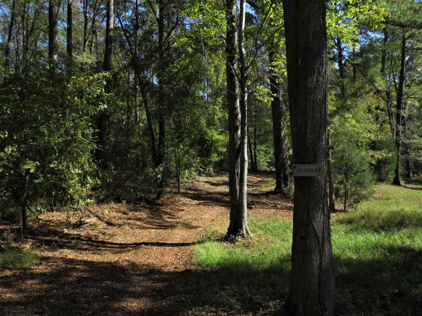 树林里的标志!图片下载