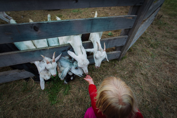 小女孩在农场喂山羊图片下载