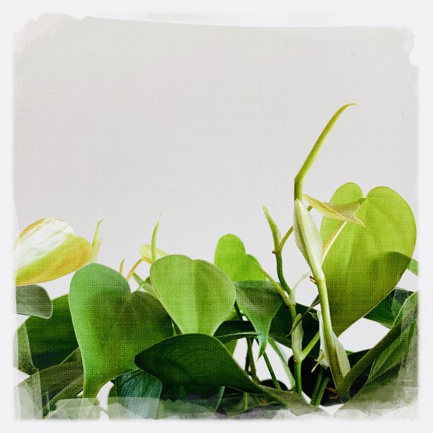 室内植物Philodendron New Growth图片下载