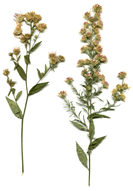 来自美国中西部的干榨花图片下载