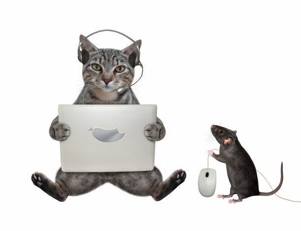 Cat gray拿着笔记本电脑2图片下载