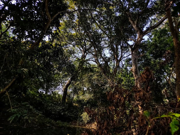 大芒果树低角度拍摄在白天的时间在印度的冬天季节。图片下载