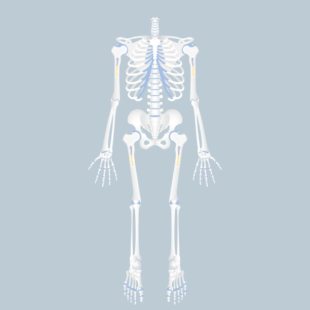 人体脊柱、脊髓、胸腔、骨盆骨、骨盆、脊柱、髋部、腿骨、臂骨、内脏器官、身体部位的整形图片下载