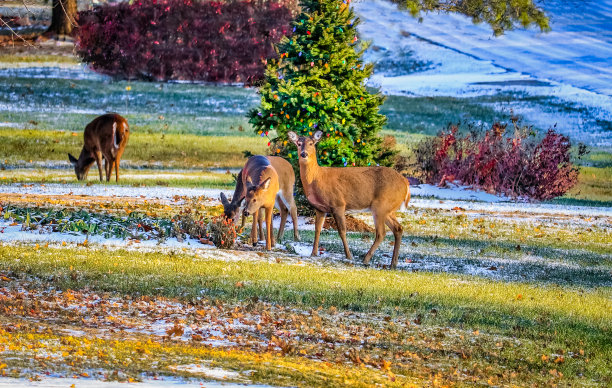 在中西部居民区的前院，母鹿和两只小鹿正在吃草图片下载