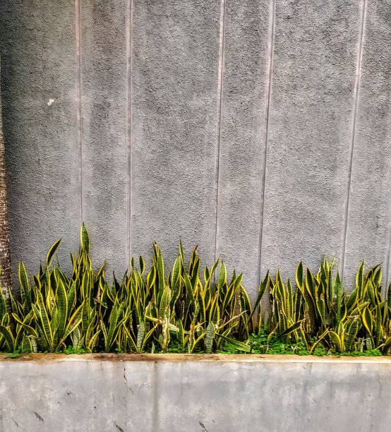 青蛇植物图片下载