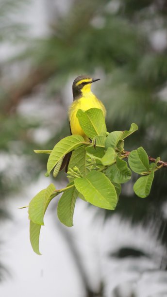 我看到你。图片下载