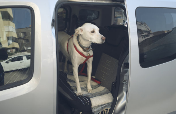 狗在车里等待旅行图片下载