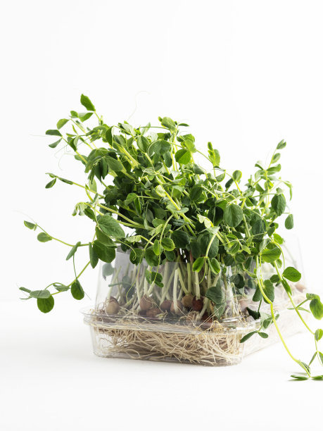 白色背景下的绿豌豆芽，发芽的豌豆，发芽的微绿豌豆，图片下载