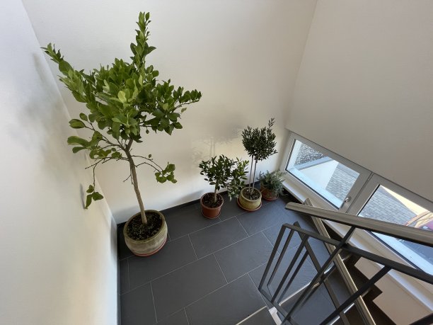 用地中海植物(如柠檬和酸橙树)装饰的Staricase图片下载