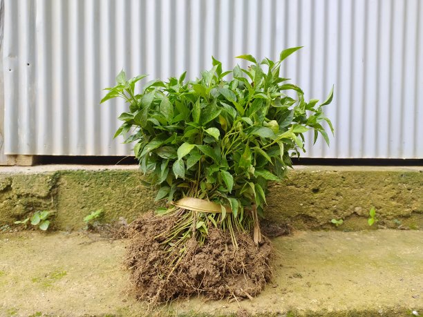 准备种植的辣椒种子图片下载