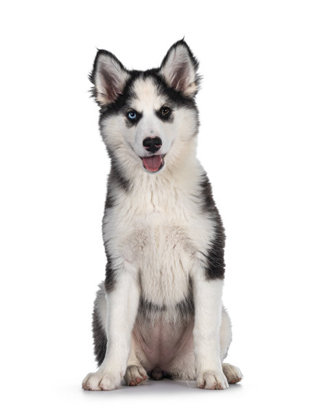 雅库特莱卡狗对白色图片下载