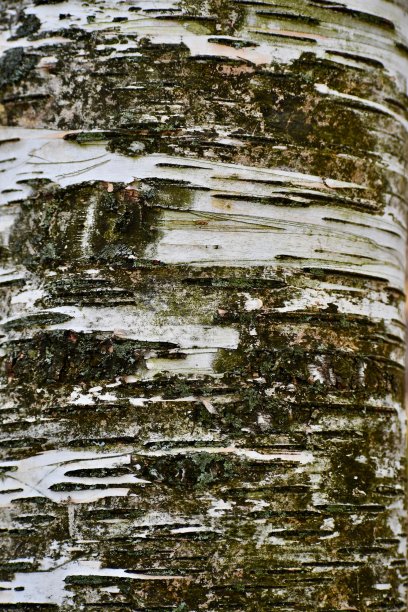 桦树树皮特写图片下载