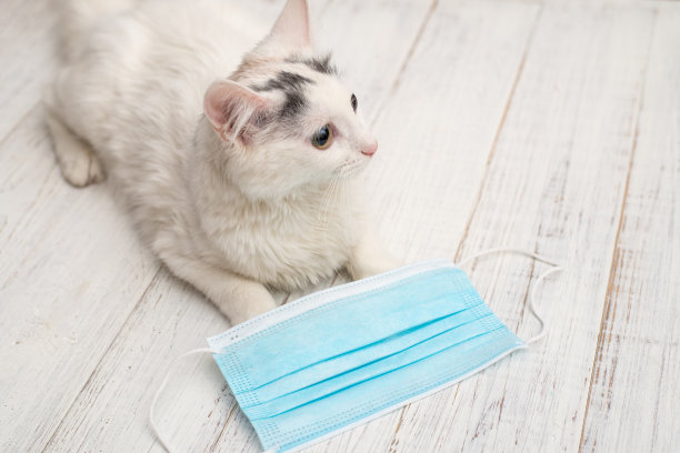 小猫和医用口罩冠状病毒防护、隔离概念。图片下载