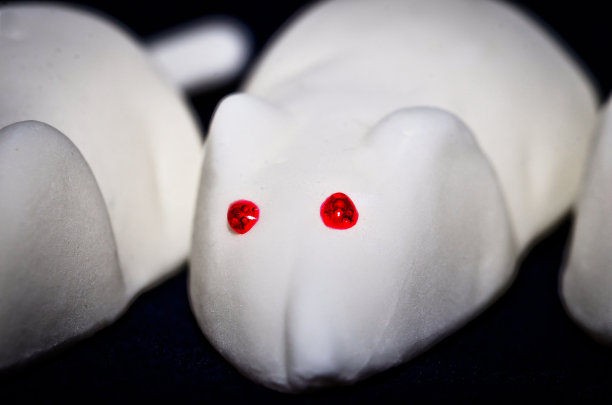 棉花糖上的一群小白鼠，特写镜头，直视着镜头图片下载