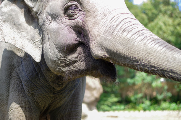 锡兰象图片下载