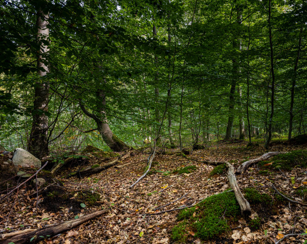 山毛榉林中的一片空地被阳光照亮了。图片来自瑞典南部Scania的Ringsjon附近图片下载