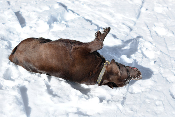 狗在雪中玩耍图片下载