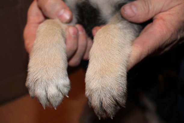 一个男人用爪子抓住一只小狗的爪子图片下载