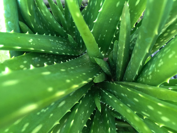 盆栽芦荟图片下载