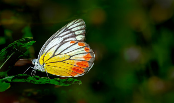 蝴蝶在自然界的夜晚图片下载