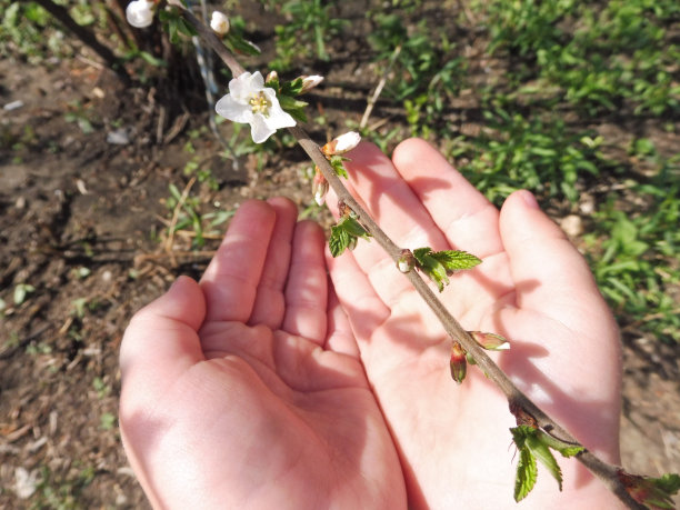 孩子们胖乎乎的小手，掌心握着一把樱桃色的小枝图片下载