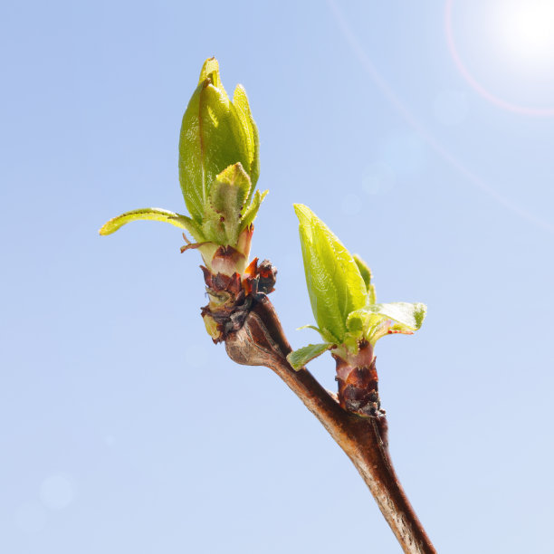 太阳和叶芽图片下载