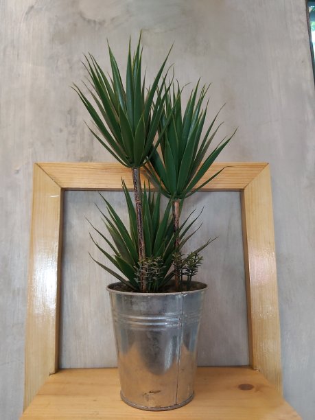 我的花在我房间里图片下载