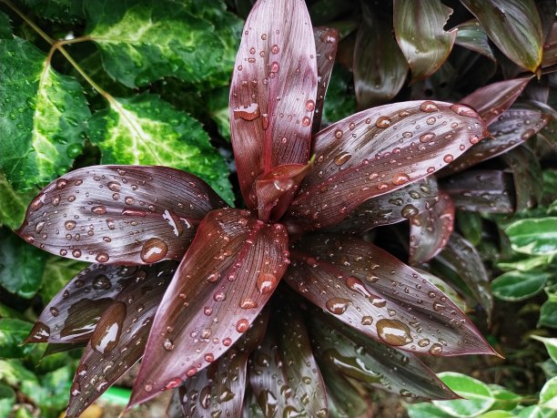 龙血树属植物的植物图片下载
