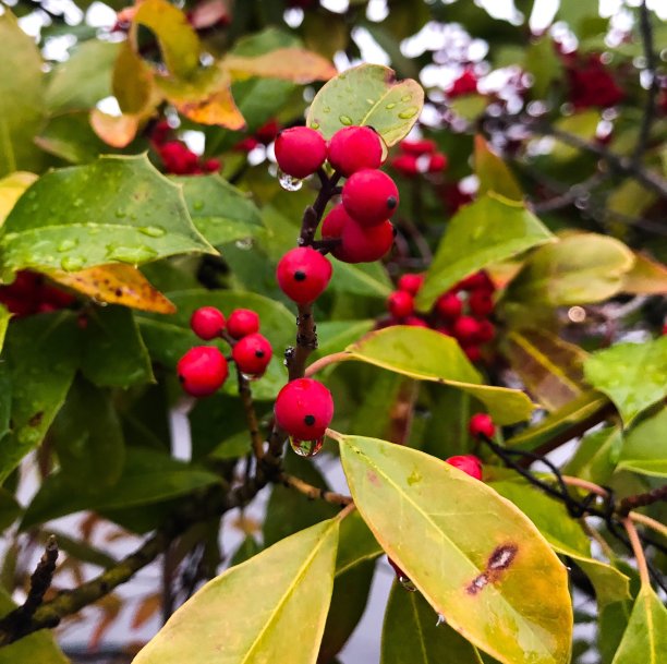 雨滴落在蔓越莓上图片下载