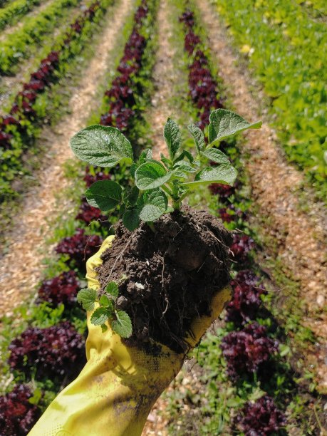 马铃薯种植园图片下载