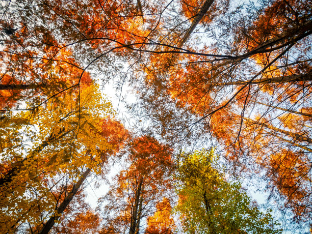 美丽的红色枫叶在公清国家森林公园，中国上海图片下载