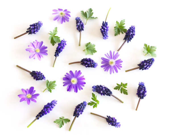 现代春天风格的组合与白蓝色麝香花和巴尔干海葵。情人节、母亲节、妇女节、春天概念。平铺，俯视图，拷贝空间。图片下载