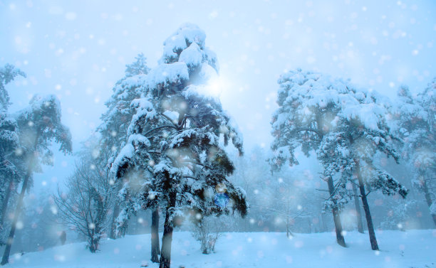 雪覆盖的树木和景观，降雪的森林，蓝色的冬季背景图片下载