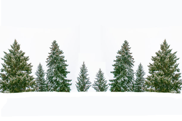 冰雪覆盖的树木。圣诞快乐，恭贺新禧。图片下载